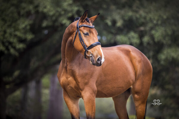 AA0I7407©StunningSteedsPhoto-LowRes