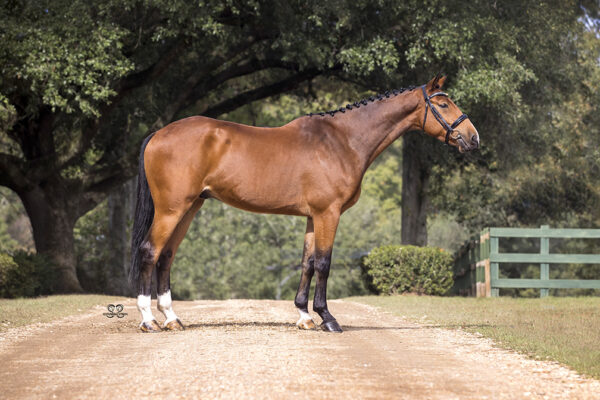 AA0I7590©StunningSteedsPhoto-LowRes