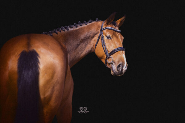 AA0I7639©StunningSteedsPhoto-LowRes