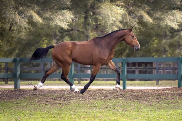 AA0I7787©StunningSteedsPhoto-LowRes