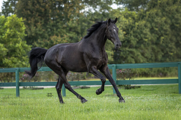 _K6A0352©StunningSteedsPhotoLOWRES