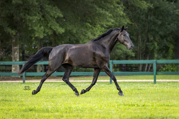 _K6A1826©StunningSteedsPhotoLOWRES