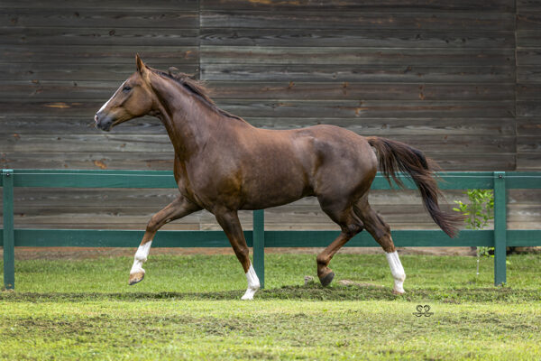 _K6A2119©StunningSteedsPhoto-LOWRES