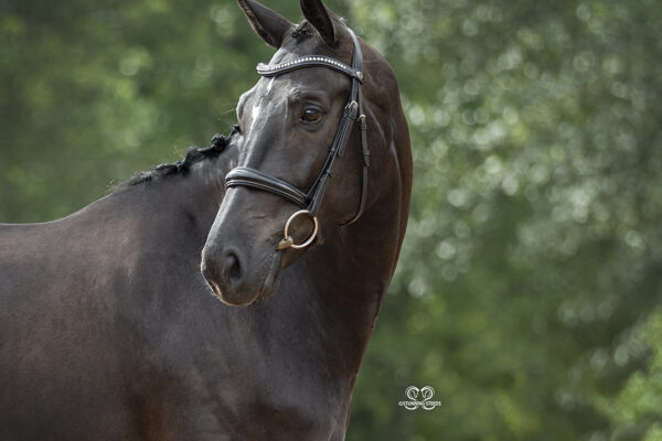 _K6A3436©StunningSteedsPhotoLOWRES