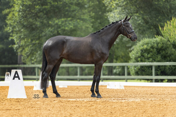 _K6A3443©StunningSteedsPhotoLOWRES