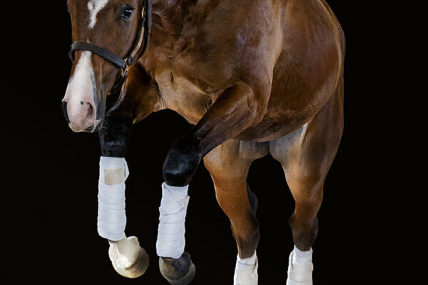 _K6A3697©StunningSteedsPhoto-LOWREStu