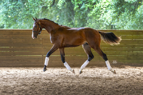 _K6A3758©StunningSteedsPhoto-LOWRES