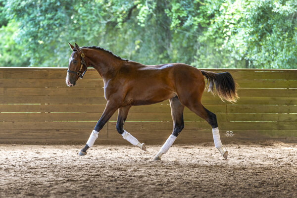 _K6A3760©StunningSteedsPhoto-LOWRES