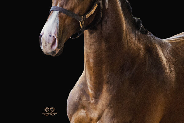 _K6A3785©StunningSteedsPhoto-LOWRESc-crptu