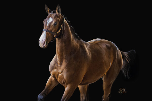 _K6A3785©StunningSteedsPhoto-LOWREScrptu