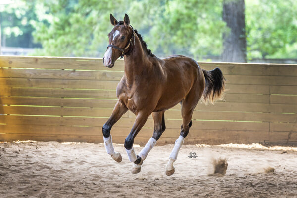 _K6A3785©StunningSteedsPhoto-b-LOWRES