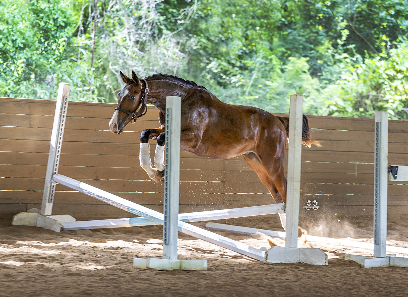 Strudel chestnut horse jumping