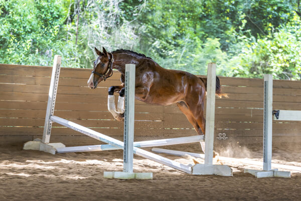 _K6A3887©StunningSteedsPhoto-LOWRES