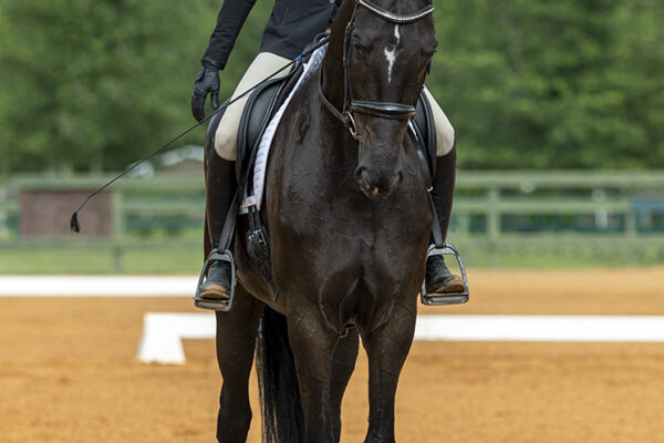 _K6A4089©StunningSteedsPhotoLOWRES