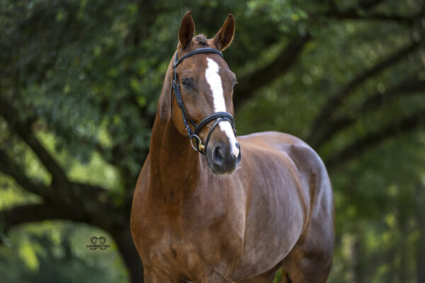 _K6A8157©StunningSteedsPhoto-LOWRES