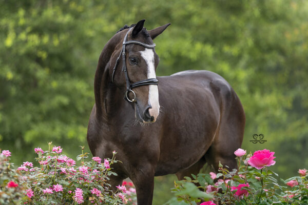 _K6A0763©StunningSteedsPhotoLOWRES