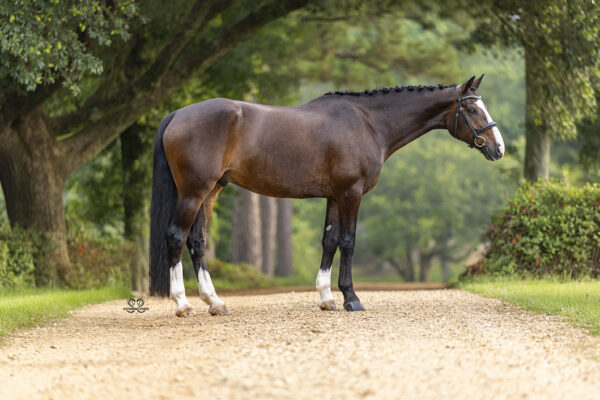 _K6A0810©StunningSteedsPhotoLOWRES