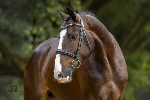 _K6A0946©StunningSteedsPhotoLOWRES