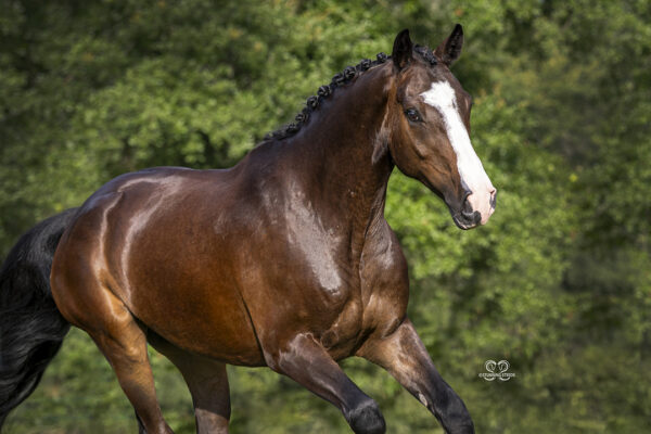 _K6A1173©StunningSteedsPhotoLOWRES